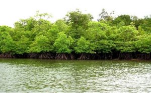 hutan bakau