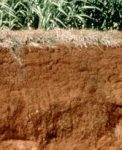 tanah Oxisol