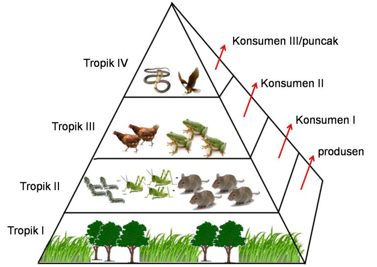 Komponen Biotik dalam Ekosistem dan Interaksinya - IlmuGeografi.com