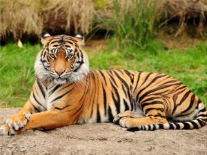 harimau sumatera