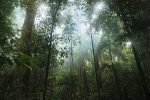 Hutan Hujan Tropis di Indonesia